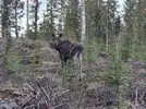 20250430_195553.webp