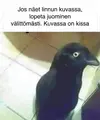 1747020262522.webp