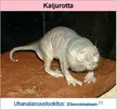1517465776326.webp