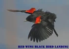 red wing landing.webp