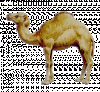 camel.gif