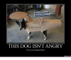 uss-enterprise-this-dog-isnt-angry-hes-just-disappointed-memes-com-14280806.png