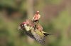 the-weasel-riding-the-woodpecker-is-now-a-gloriou-2-21730-1425399020-13_big.jpg