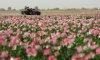 Kuvahaun tulos haulle afghanistan poppy fields