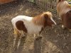 equine-horse-pony-small.jpg