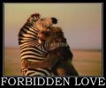 forbidden-love-meme.jpg