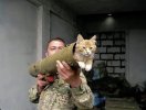 anti-tank-cat.jpg