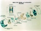 a-diagram-of-the-parts-of-the-mine-used-in-the-m-718m-741-155-mm-remote-anti-e14a98-1024.jpg