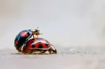 04-ladybug-sex-42-33958733.w529.h352.webp