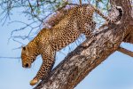 afrikanleopardi4.jpg