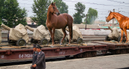 russian_horse_aid_small.png