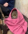 Chloe Kyiv Cat.jpeg