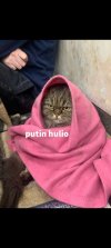 Putin Hulio.jpeg