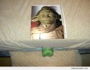 yoda-fleshlight_o_15610.jpg