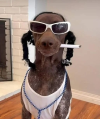 dog snoop.png