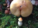 mushroom-butts4.jpg