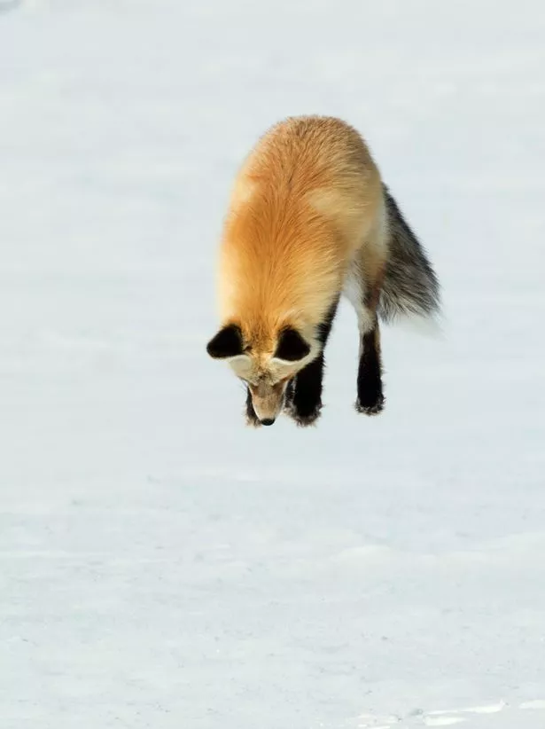 snow-fox.jpg