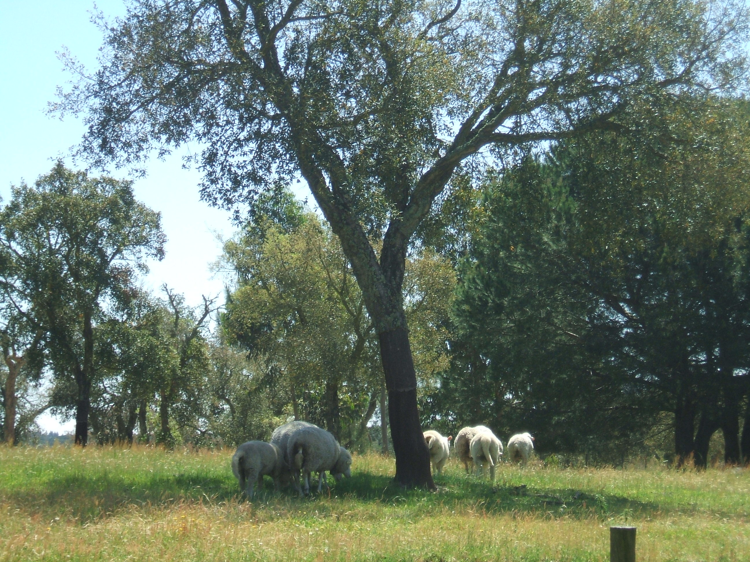 eurafagroforestry.eu