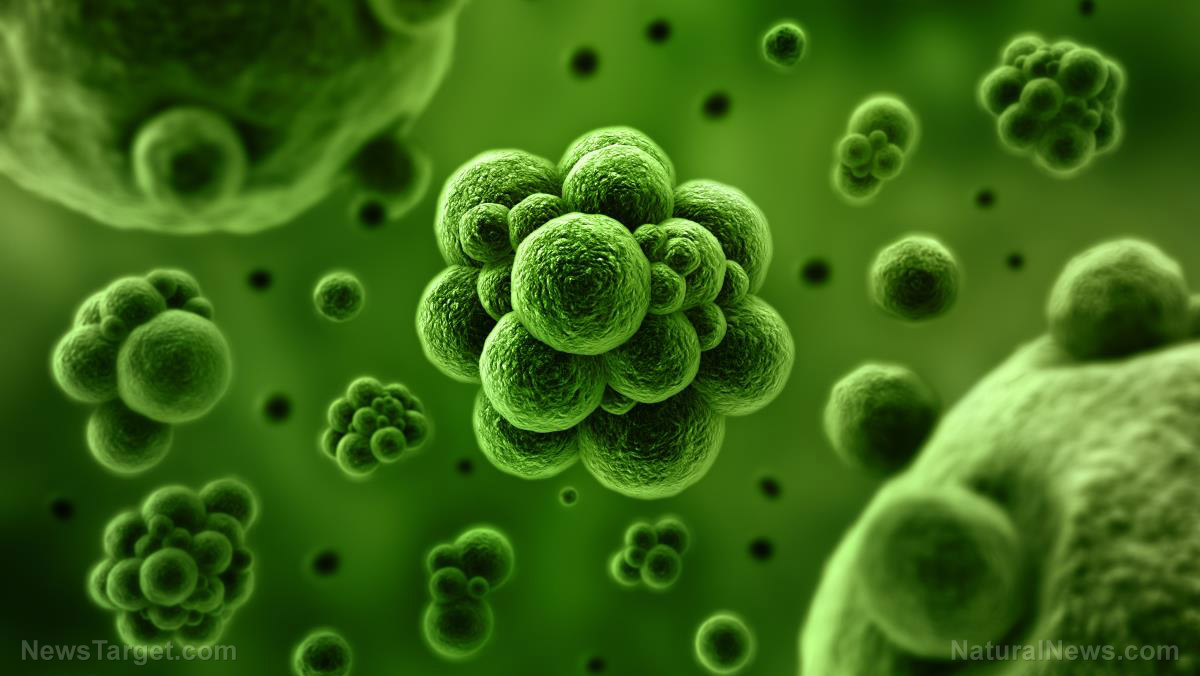 www.outbreak.news