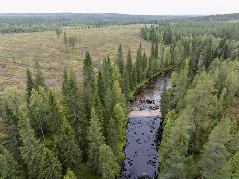 Viranomainen suositteli joen varteen jätettäväksi 45 metrin suojakaistaa. HS:n näkemän hakkuusuunnitelman ohje oli kymmenen metriä ja siltä maastossa myös näyttää.