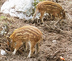 250px-Wild_boars.jpg