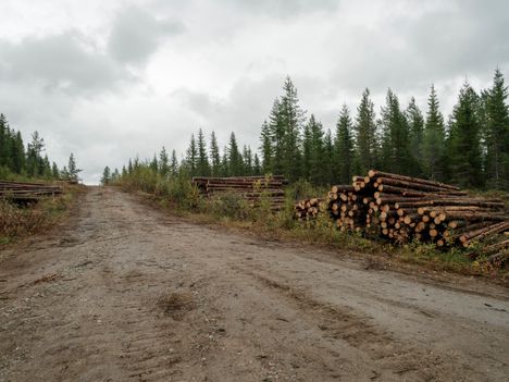 Joen yli tuodut tukit kuvattiin Suomussalmen Hukkajoen äärellä 24. elokuuta.