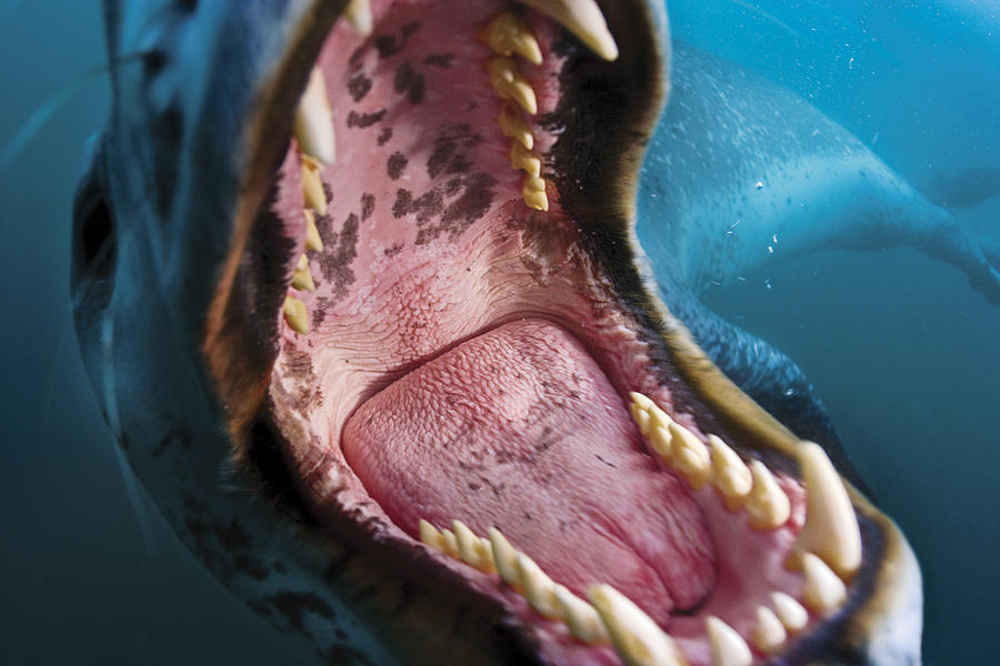 a-leopard-seal-bares-teeth-in-a-threat-paul-nicklen.jpg