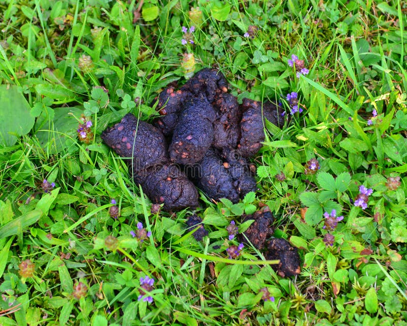 fresh-bear-poop-big-pile-meadow-88667121.jpg