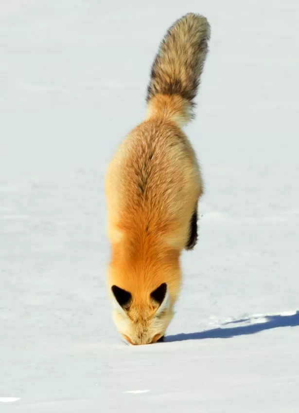 snow-fox.jpg