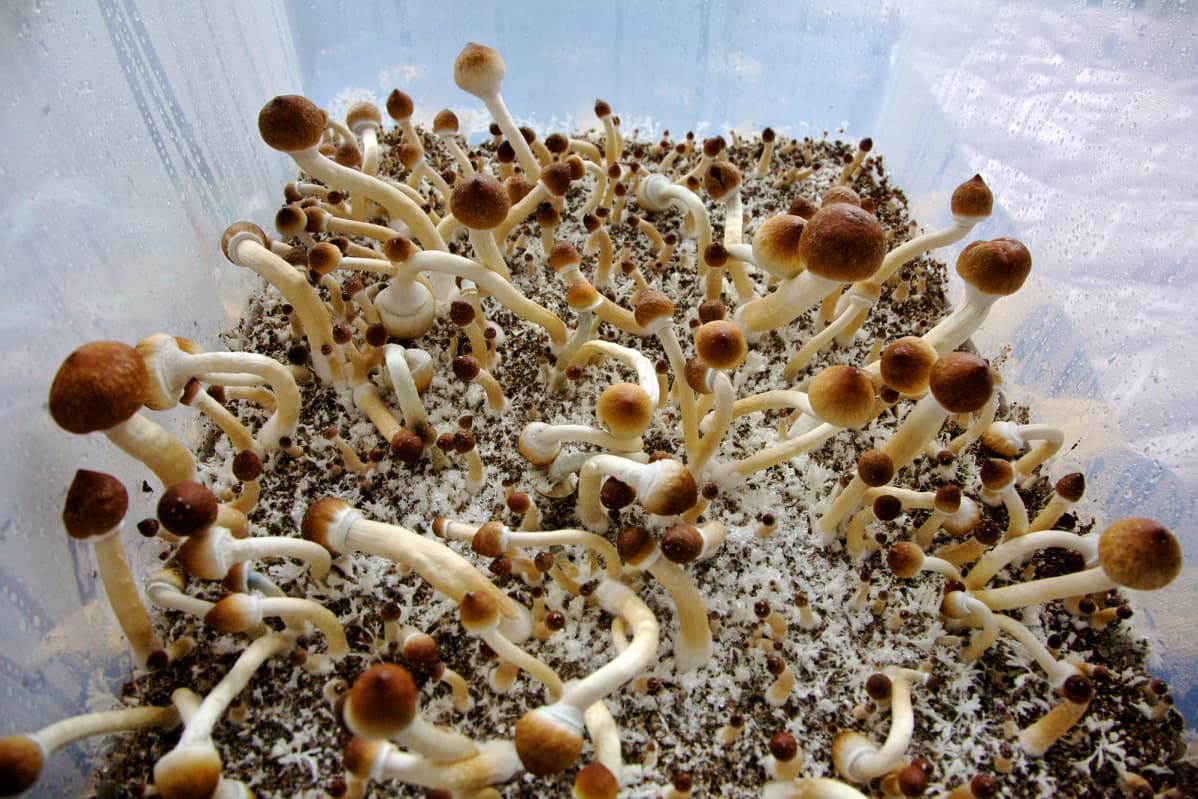 Kuvassa on huurumadonlakkeja, jotka kasvavat terraariossa Amsterdamissa.