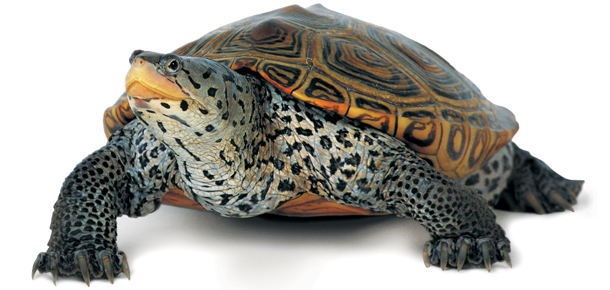 terrapin_no_backgroud.jpg