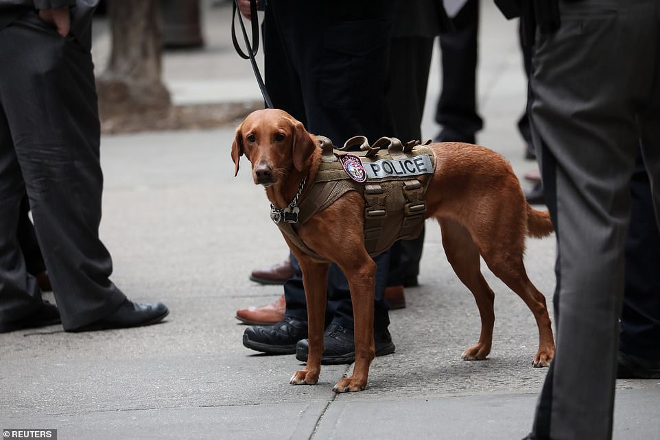 5444136-6320501-A_police_dog_assists_in_a_suspicious_package_response_in_Manhatt-a-74_1540562956703.jpg