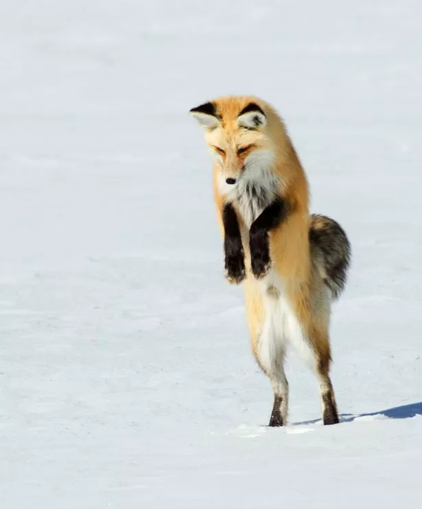 snow-fox.jpg