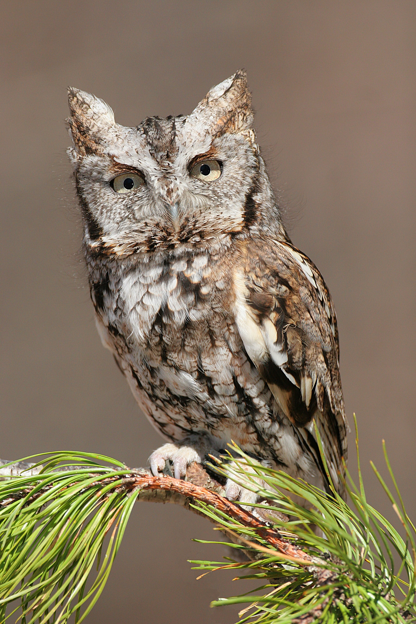 Eastern_Screech_Owl.jpg