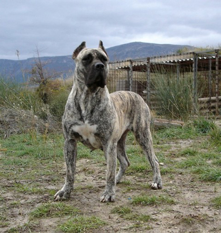 perrodepresacanario_island.jpg