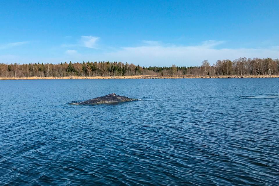 suomenluonto.fi