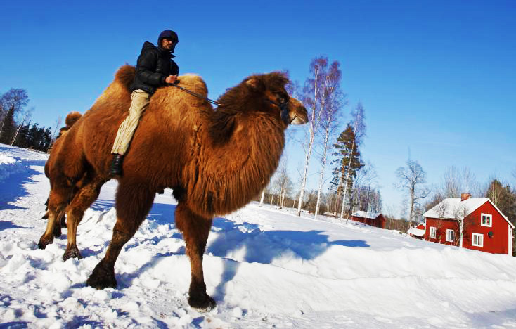 somali-camel-herder-in-sweden.jpg