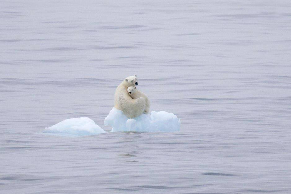 polar-bears.jpg