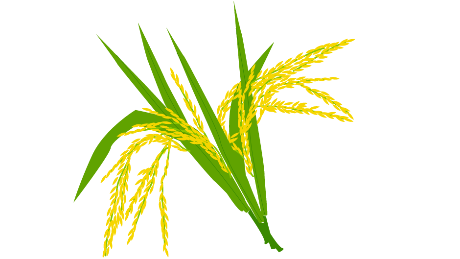 golden_rice.png
