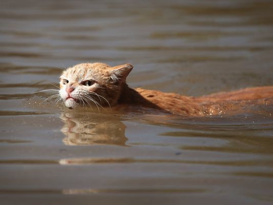 0x83g-angry-cat-swims-through-flood-1.jpg