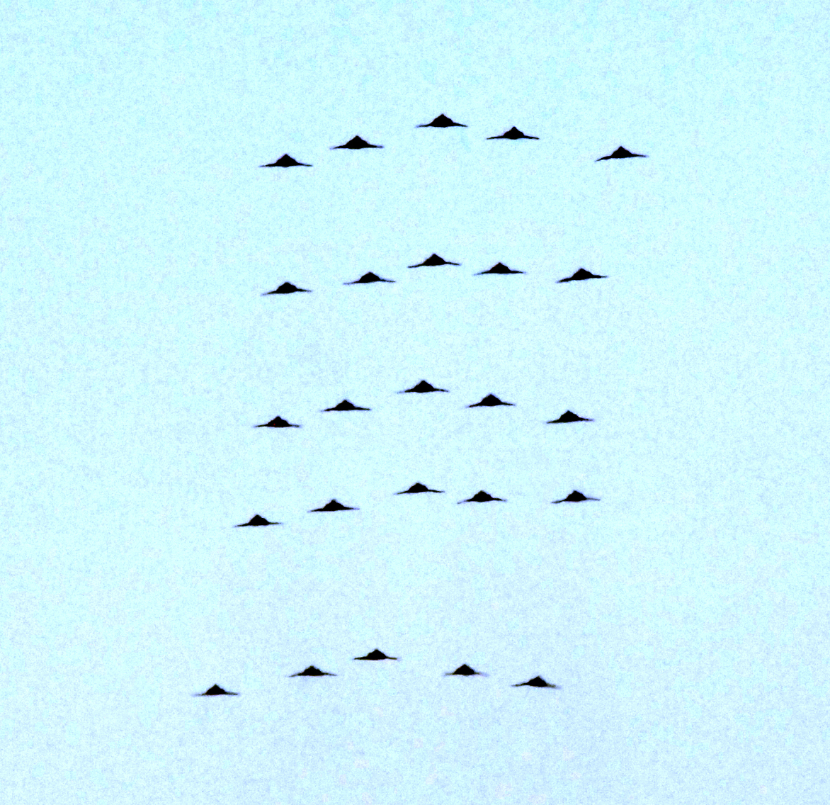 Largest-F-117-flyover-ever.jpg