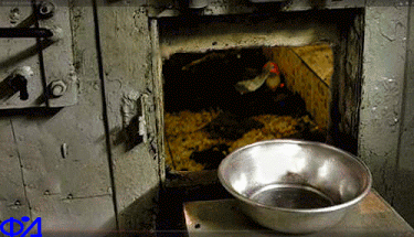 photo_71952.gif