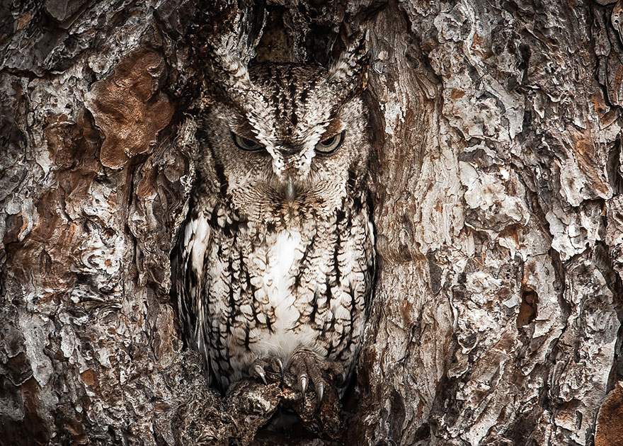 owl-camouflage-disguise-30.jpg