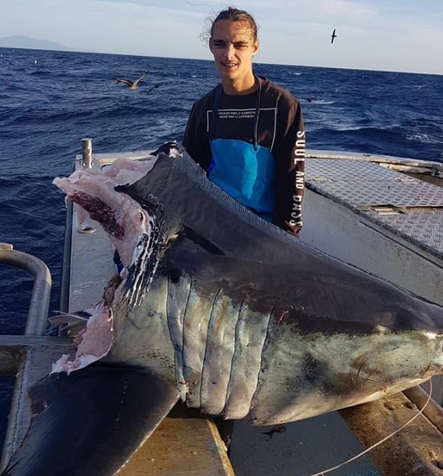 Jason, known as Trapman Bermagui, caught the severed shark's head weighing 200lb off the coast of New South Wales on Thursday. Speculation was rife among his followers on Facebook as to what could predator could have killed the Mako