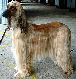 250px-Afghan_Hound.jpg