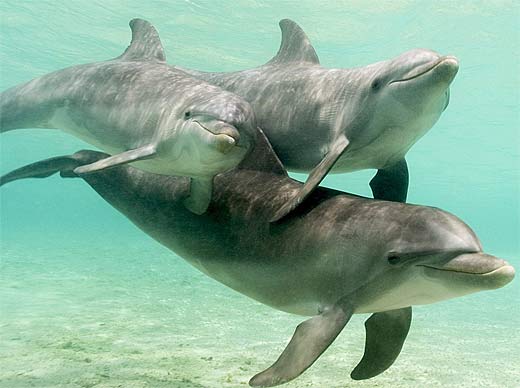 underwater-trio.jpg