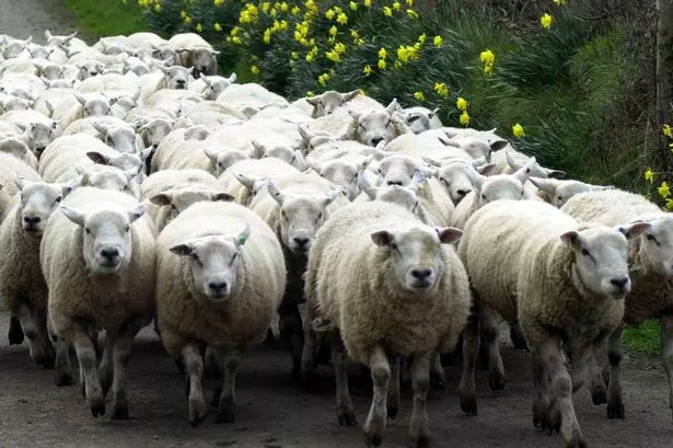 sheep.jpg