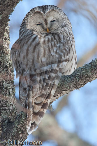 orava-0232.jpg