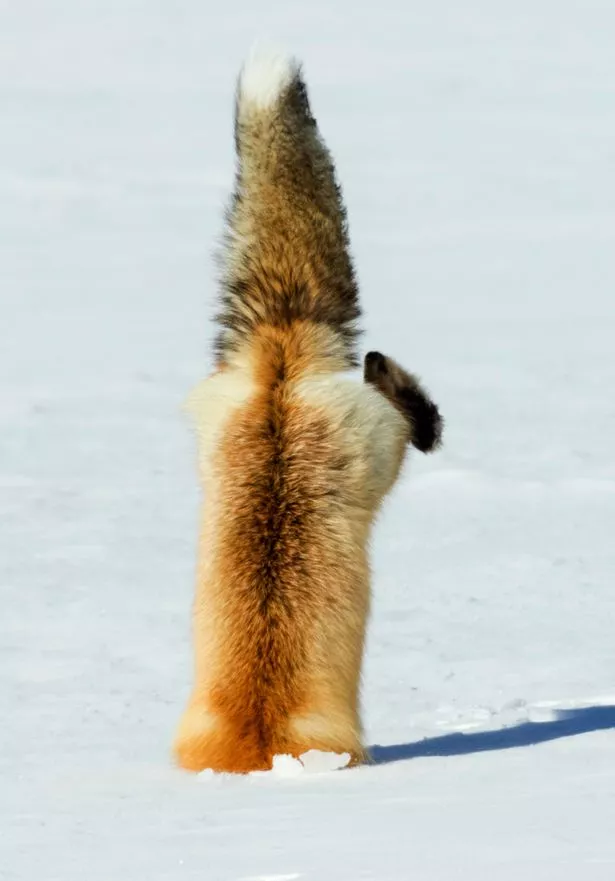 snow-fox.jpg