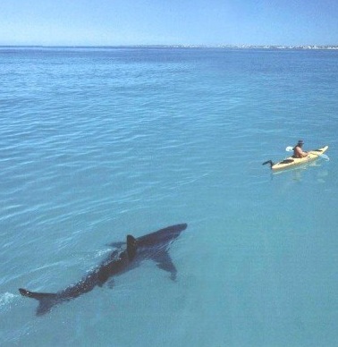 shark_kayak.jpg